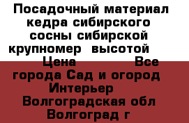 Посадочный материал кедра сибирского (сосны сибирской) крупномер, высотой 3-3.5  › Цена ­ 19 800 - Все города Сад и огород » Интерьер   . Волгоградская обл.,Волгоград г.